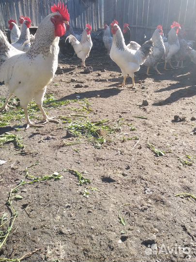 Утята, петухи Барковская барвистая