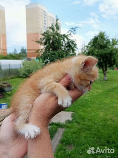 Рыженький котик- белый животик И не только он