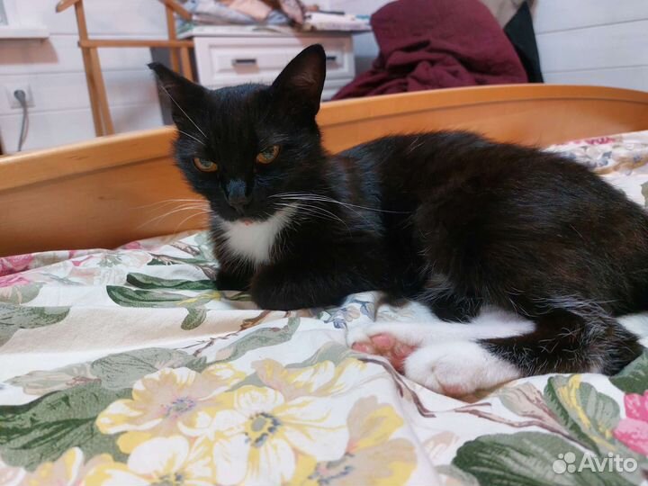 Кошка 3-5 лет в добрые руки