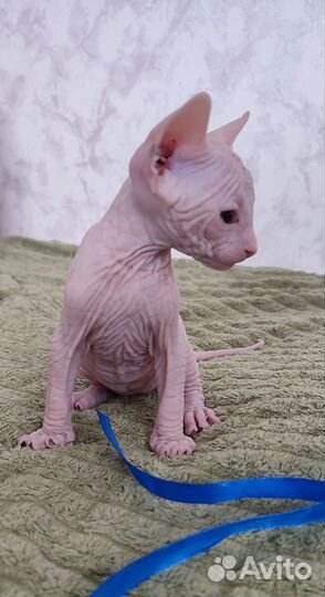 Котята сфинкс