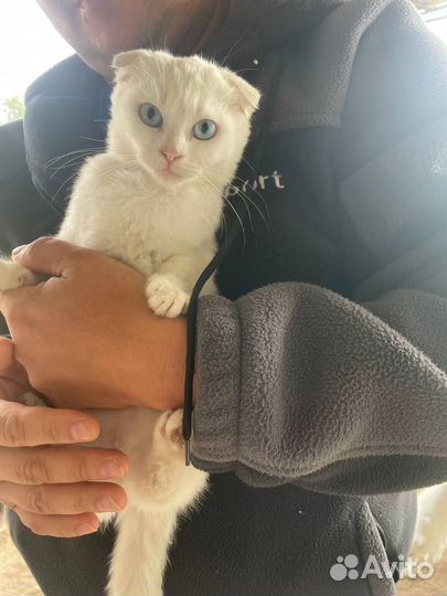 Котята в добрые руки бесплатно