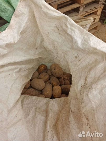Картофель некондиция