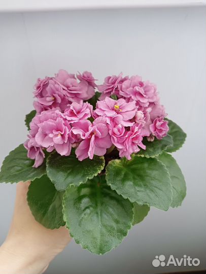 Детки сортовых фиалок (стандарты, мини, полумини)
