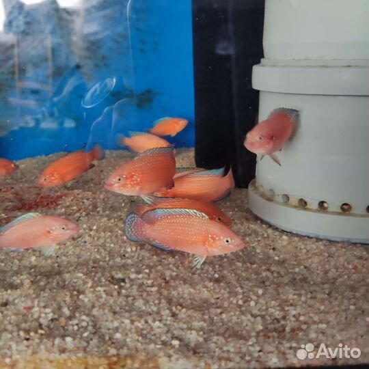 Hemichromis exsul (хромис экссул) Камни