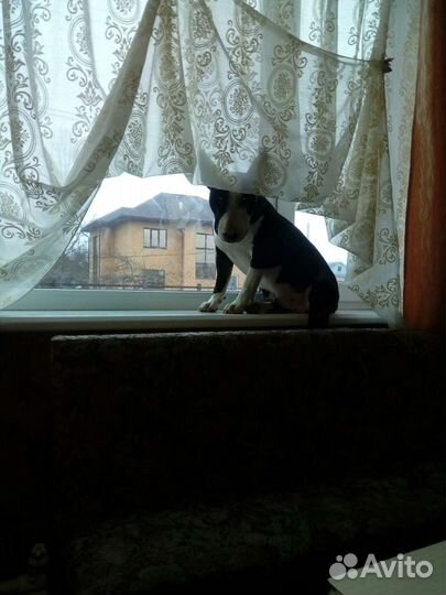 Бультерьер ищет девочку