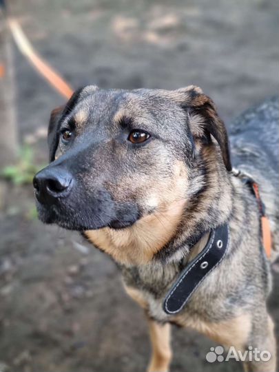 Собака Лукас скучает без хозяина