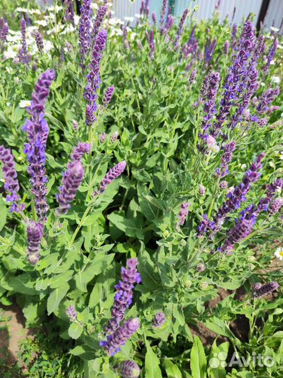 Саженцы Шалфей сиреневый