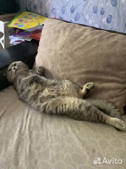 Шотландский вислоухий кот на вязку