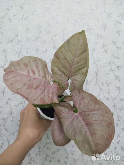 Сингониумы