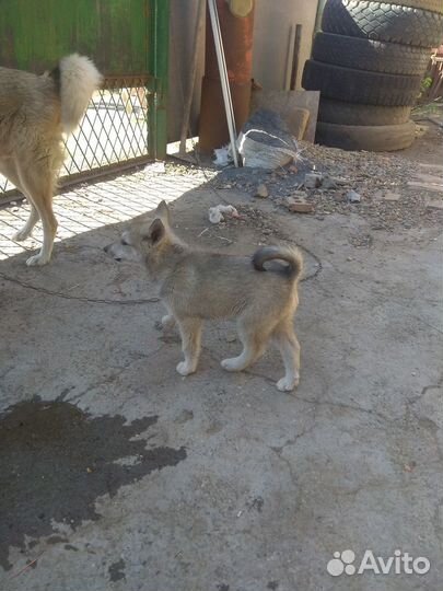 Отдам щенков лайки