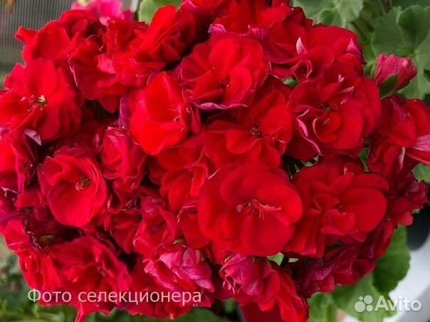 Пеларгония Герань