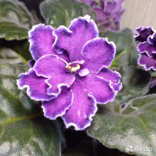 Фиалка в горшках