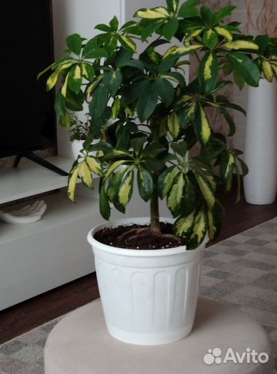 Комнатные цветы