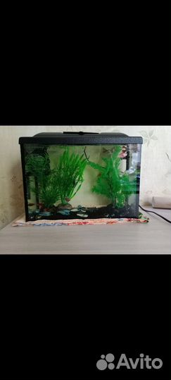 Аквариумные рыбки