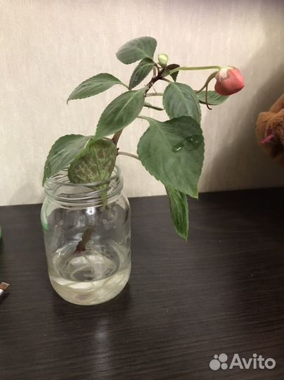 Цветок Ванька-мокрый