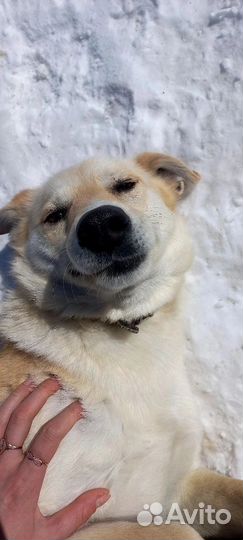 Собака лучший друг человека