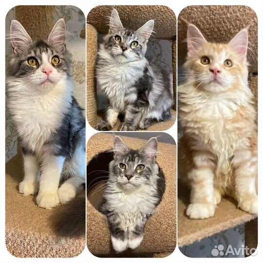 Милейшие детки мейн-куны