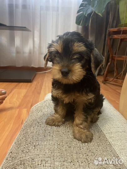 Йоркширский терьер