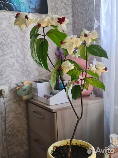 Клеродендрум