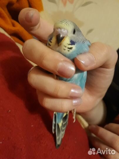 Попугай волнистик(девочки)
