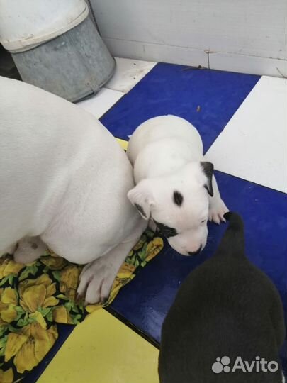 Собака амстафф