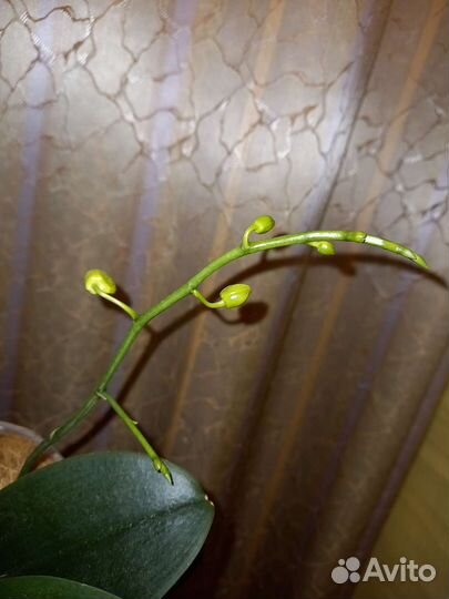 Орхидея Мини Марк Цветет