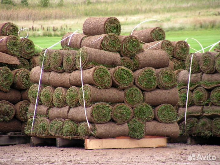 Рулонный газон под ключ