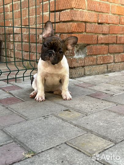 Французский бульдог щенок