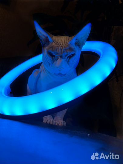 Видео на заказ