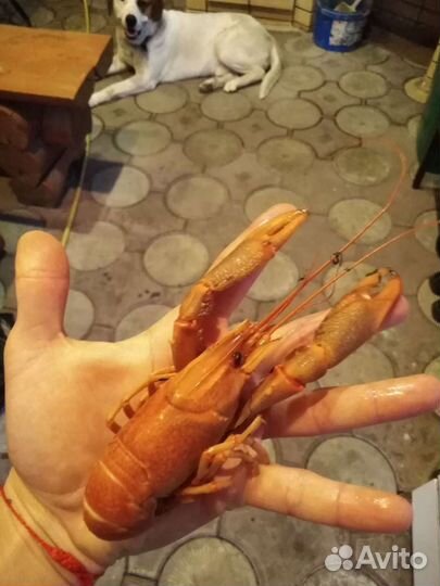 Австралийский рак