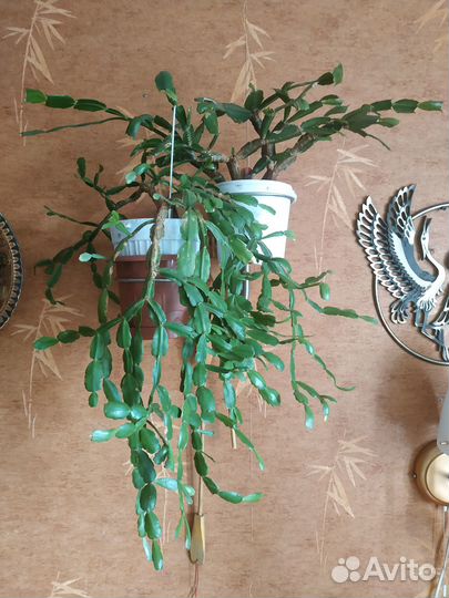 Цветок Декабрист, Ахименесы и др. Растения