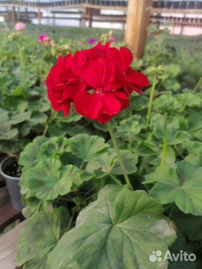 Герани сортовые