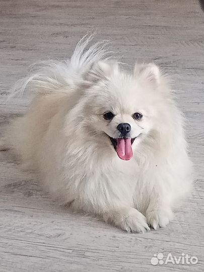 Померанский шпиц вязка