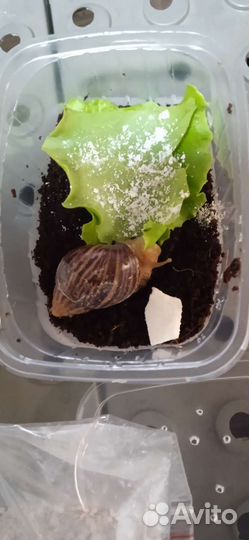 Улитки ахатины