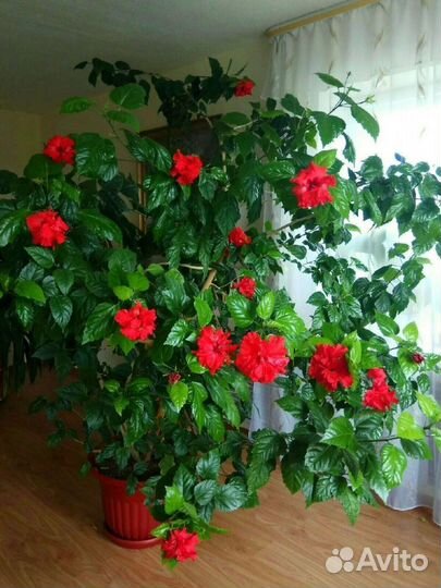 Китайская роза (гибискус)