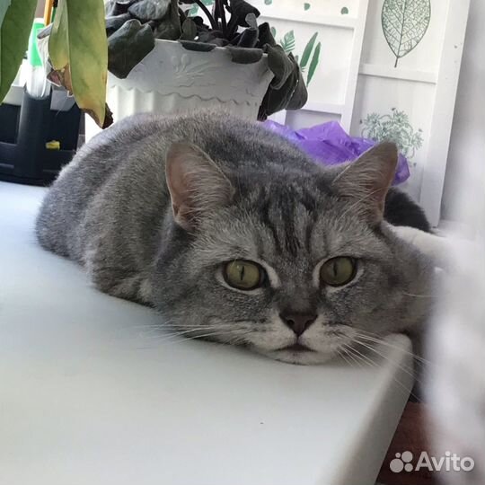 Британский кот бесплатно