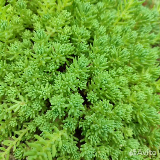 Почвопокровники. Отправляю только по Крыму