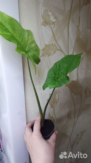 Алоказия Махарани, Полли клубни