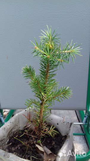 Саженцы хвойных растений зкс