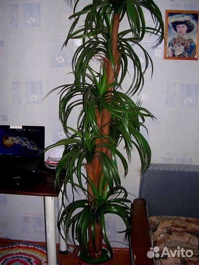 Искусственная пальма