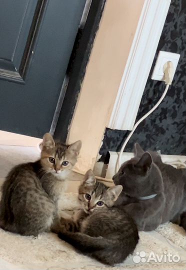 Котята в добрые руки