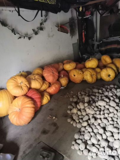 Тыква для дома и декора