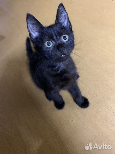 Отдам в добрые руки