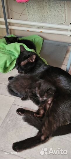 Котята в добрые руки 1 месяц