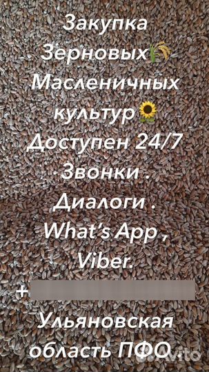 Яровой ячмень