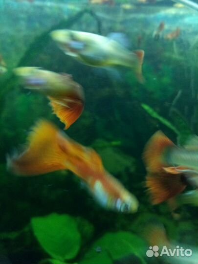 Гуппи красный, оптом