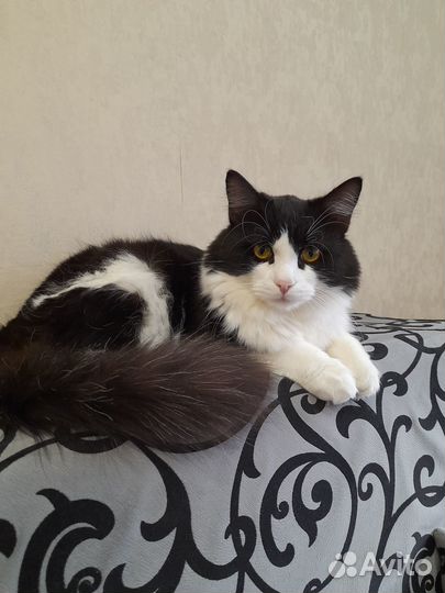 Отдам бесплатно