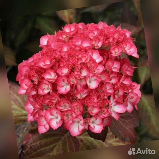 Гортензия крупнолистная саженцы Окская весна