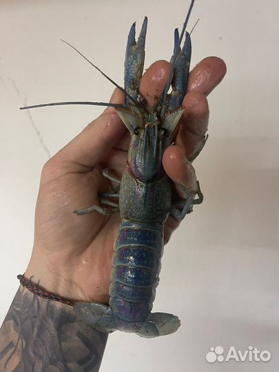 Австралийский красноклешневый рак (аккр)