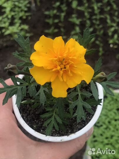 Семена бархатцев